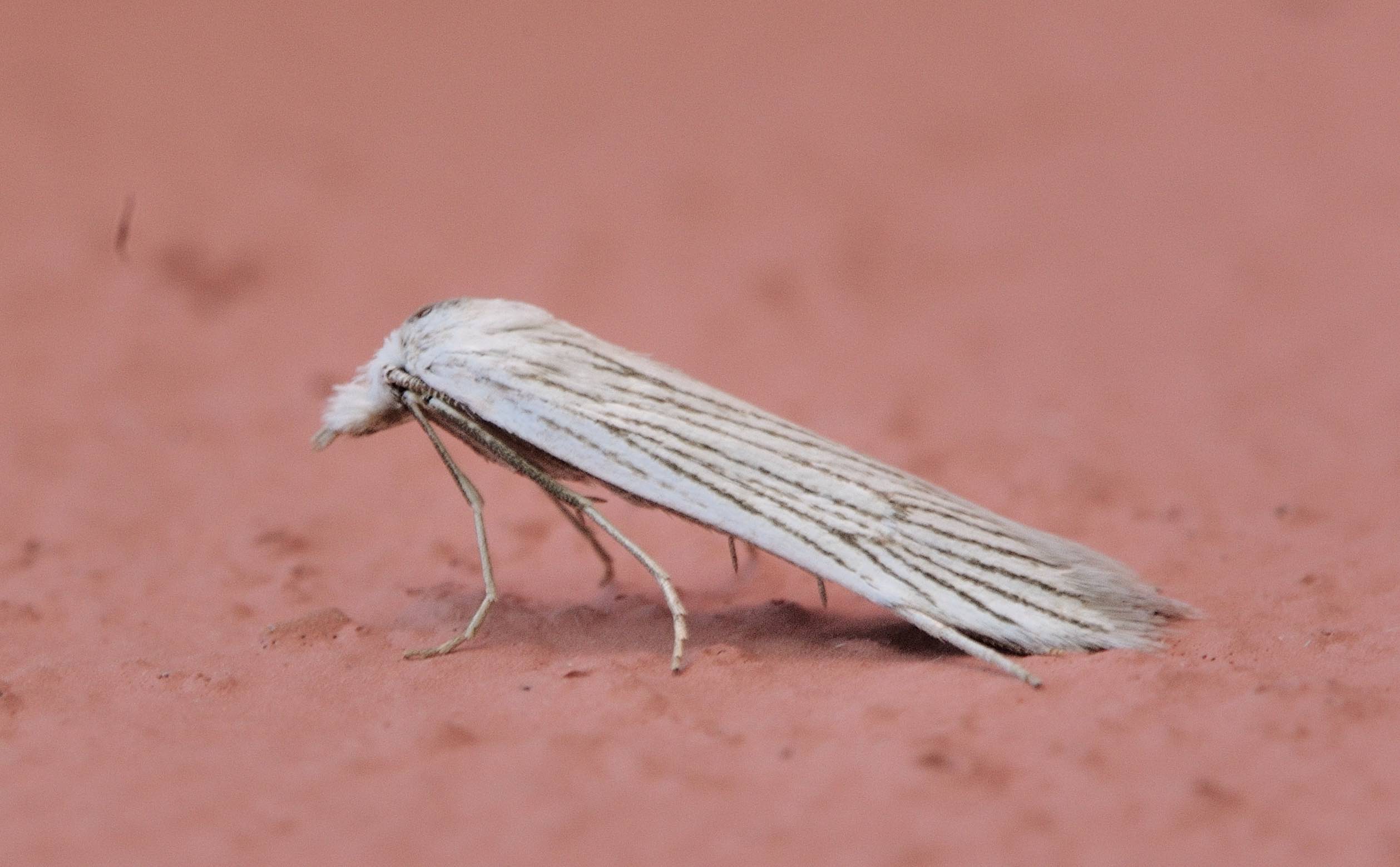 Pterolonchidae: Pterolonche sp.